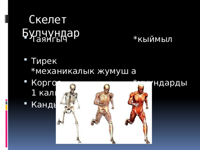  Скелет Булчундар Таянгыч *кыймыл Тирек *механикалык жумуш а Коргоо *муундарды 1 калпта т Кандын ф 