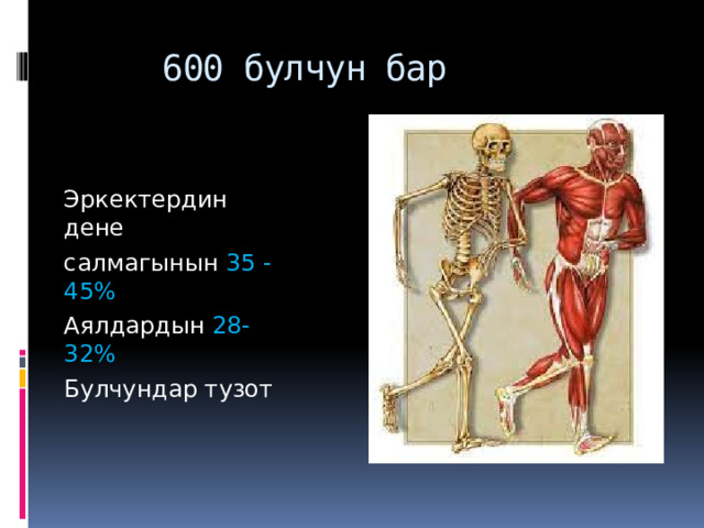 600 булчун бар Эркектердин дене салмагынын 35 -45% Аялдардын 28-32% Булчундар тузот 