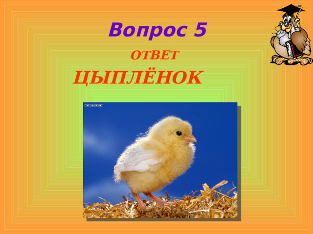 Вопрос 5  ОТВЕТ ЦЫПЛЁНОК  