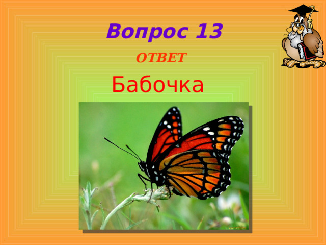 Вопрос 13  ОТВЕТ Бабочка 