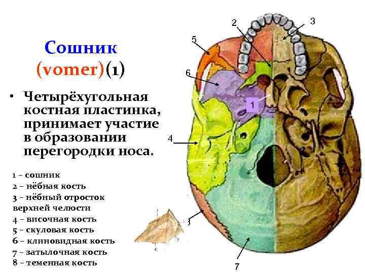 12 укажите расположение и особенности строения сошника