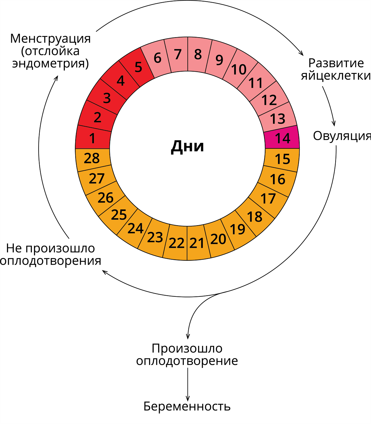 Система овуляции. Схема цикличность этапов менструального цикла. Двухфазный менструационный цикл схема. Фазы менструационного цикла физиология. Фазы менструационного цикла анатомия.