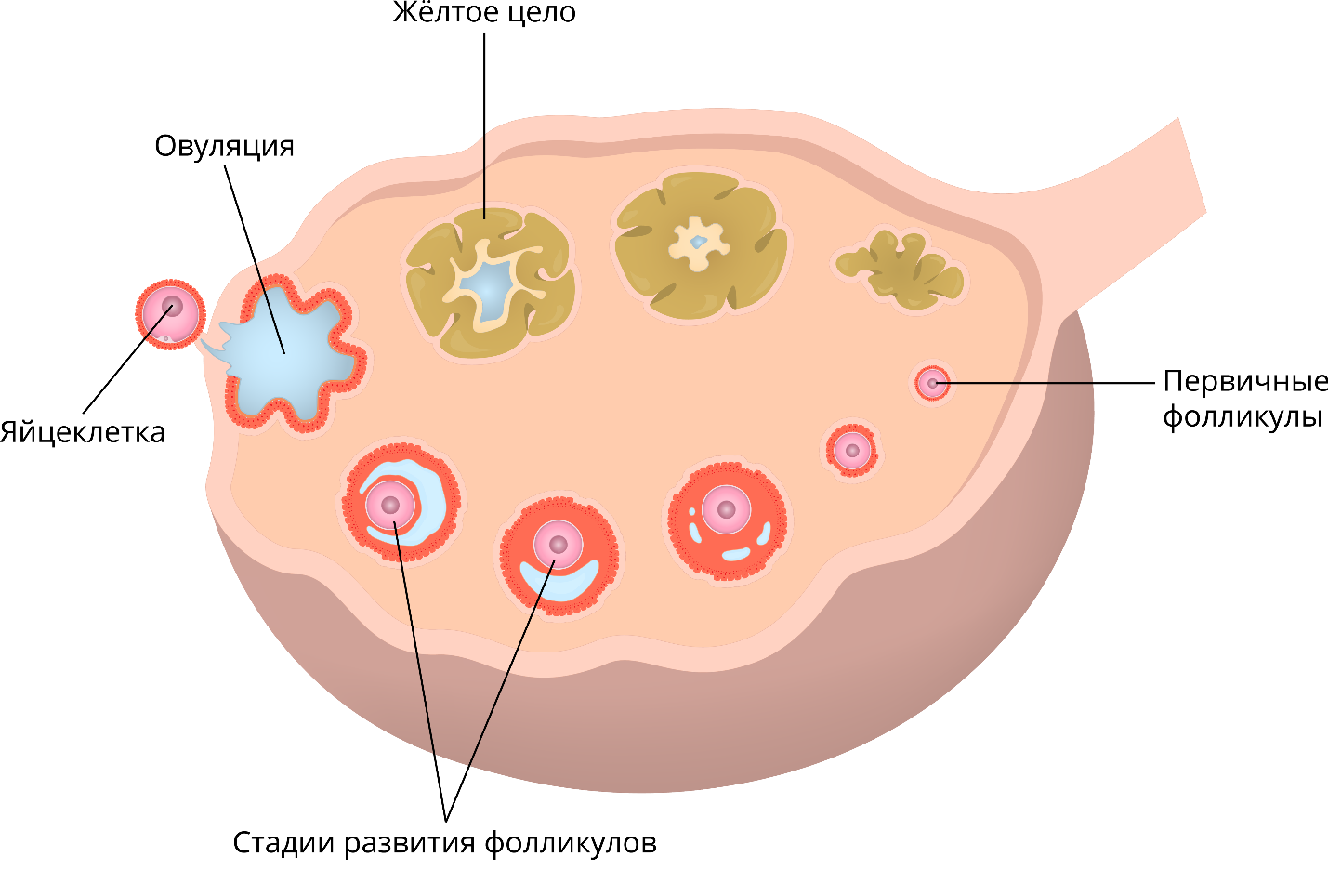 Яйцеклетка. Оплодотворение яйцеклетки схема. Созревание яйцеклетки. Процесс созревания яйцеклетки.