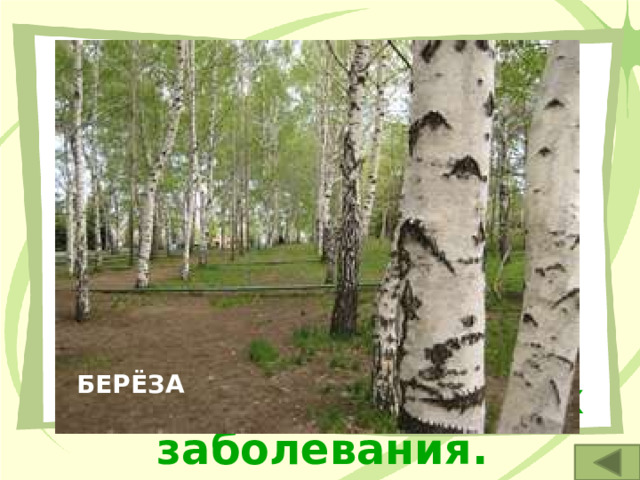 4. Это дерево считают символом России. Его листья используются как желчегонное средство, а дёготь - для лечения кожных заболевания. БЕРЁЗА 