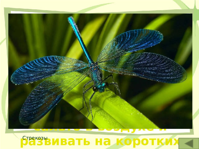 4. Эти насекомые, вероятно, самые красивые изо всех водных насекомых. Они могут летать задом наперёд, способны делать сальто в воздухе и развивать на коротких дистанциях скорость до 140км/ч. БАМБУК Стрекозы 