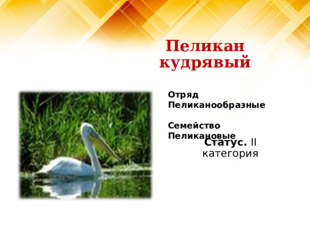 Пеликан кудрявый Отряд Пеликанообразные  Семейство Пеликановые Статус. II категория 