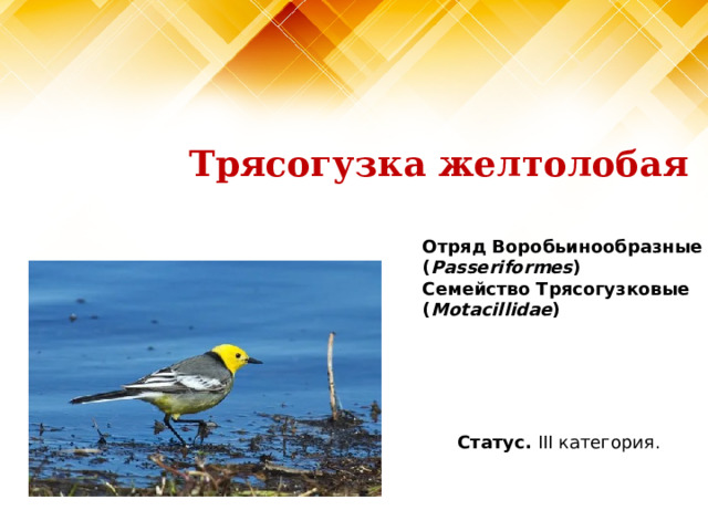 Трясогузка желтолобая Отряд Воробьинообразные ( Passeriformes )  Семейство Трясогузковые ( Motacillidae )   Статус. III категория. 