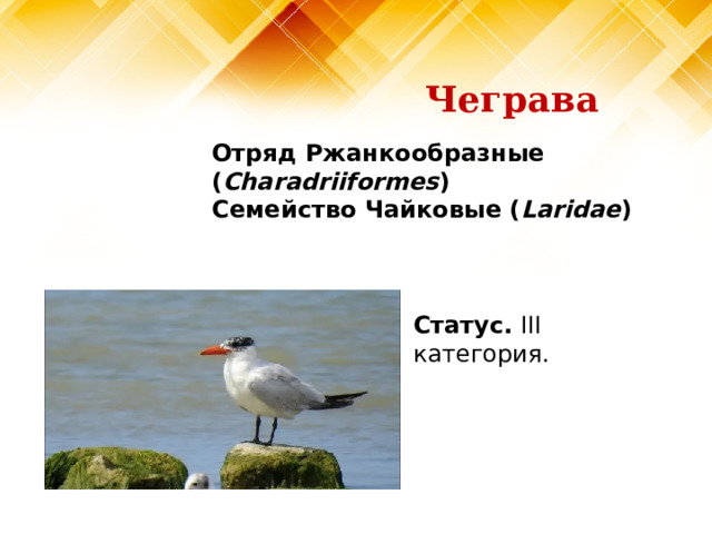 Чеграва Отряд Ржанкообразные ( Charadriiformes )  Семейство Чайковые ( Laridae )   Статус. III категория.   