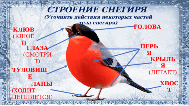 СТРОЕНИЕ СНЕГИРЯ (Уточнить действия некоторых частей тела снегиря) ГОЛОВА КЛЮВ (КЛЮЁТ) ПЕРЬЯ ГЛАЗА (СМОТРИТ) КРЫЛЬЯ (ЛЕТАЕТ) ТУЛОВИЩЕ ХВОСТ ЛАПЫ (ХОДИТ, ЦЕПЛЯЕТСЯ) 