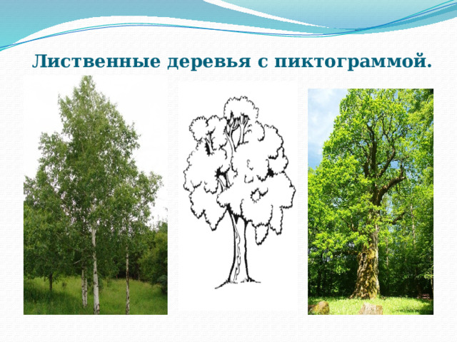 Лиственные деревья с пиктограммой. 