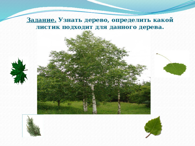 Задание. Узнать дерево, определить какой листик подходит для данного дерева.   
