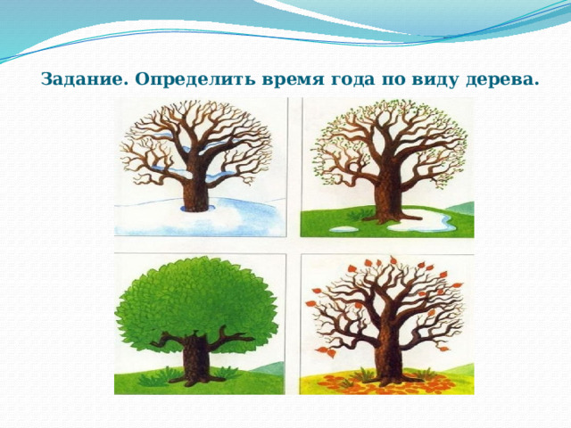 Задание. Определить время года по виду дерева. 