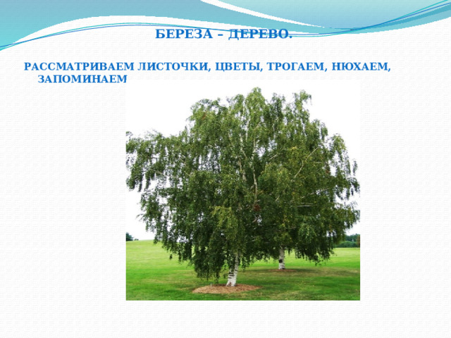 Береза – дерево. Рассматриваем листочки, цветы, трогаем, нюхаем, запоминаем. 
