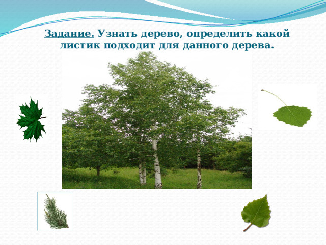 Задание. Узнать дерево, определить какой листик подходит для данного дерева.   