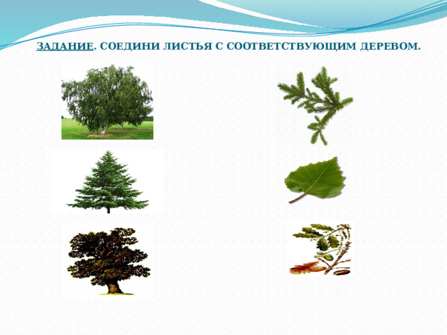 Задание . Соедини листья с соответствующим деревом. 