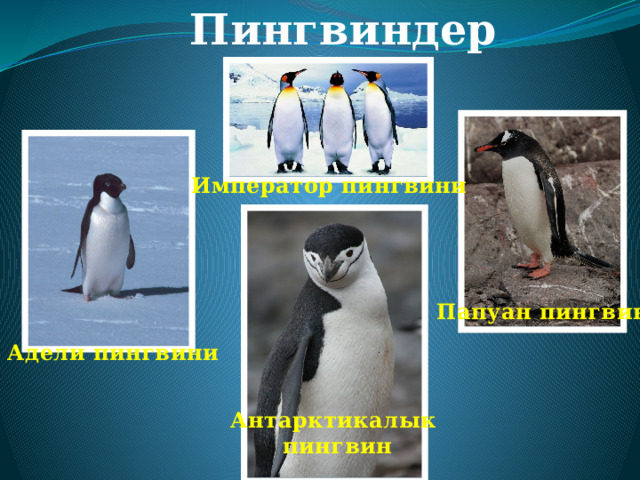 Пингвиндер Император пингвини Папуан пингвин Адели пингвини Антарктикалык пингвин 