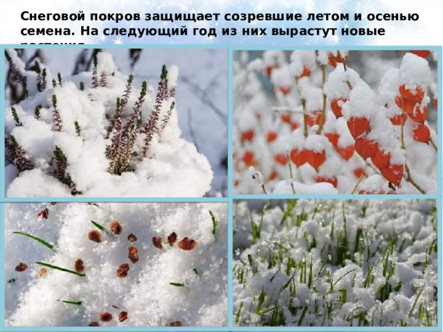 Снеговой покров защищает созревшие летом и осенью семена. На следующий год из них вырастут новые растения. 