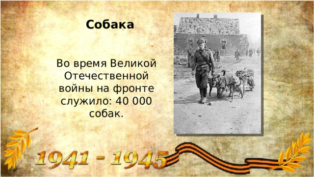 Собака Во время Великой Отечественной войны на фронте служило: 40 000 собак. 