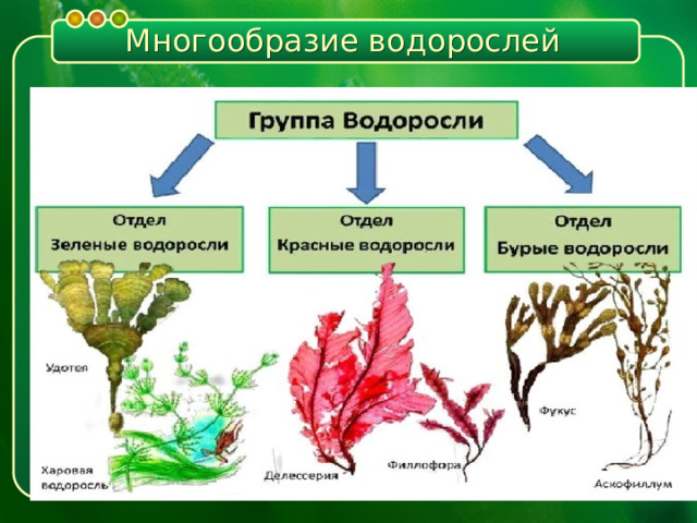 Многообразие водорослей 