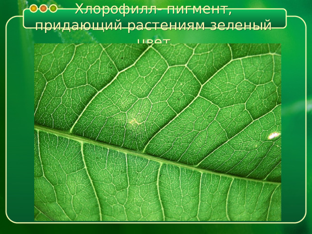 Хлорофилл- пигмент, придающий растениям зеленый цвет 