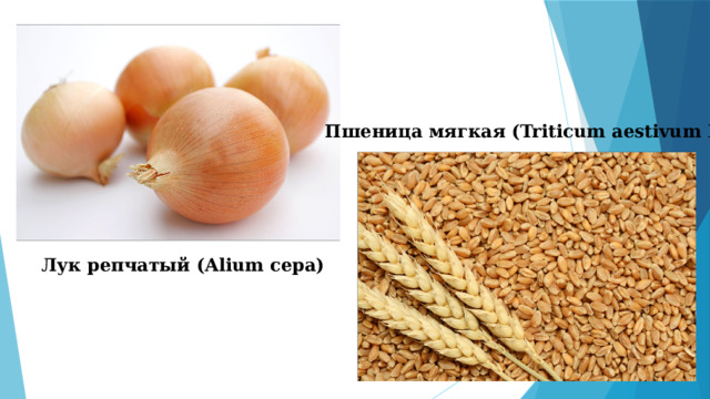 Пшеница мягкая (Triticum aestivum L) Лук репчатый (Alium cepa)  