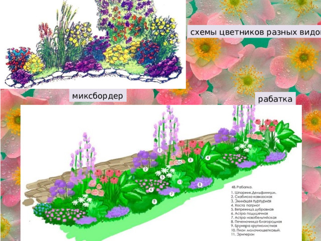схемы цветников разных видов: миксбордер рабатка 