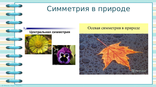 Симметрия в природе 