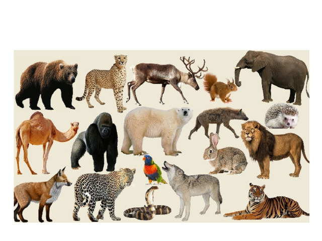 Theme: :Amazing animals.  