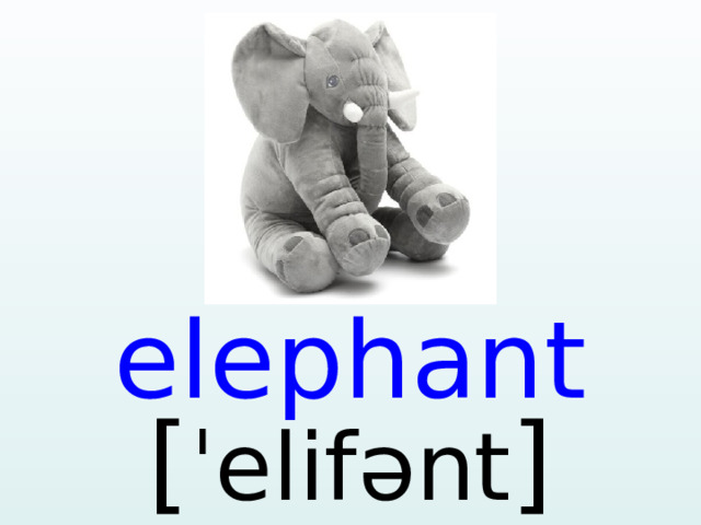 elephant [ ˈelif ə nt ]  