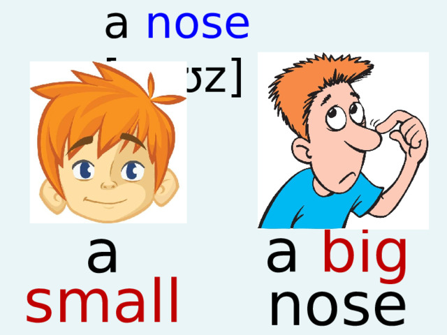 a nose [nəʊz]   a big nose a small nose  