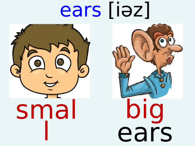 ears [iəz]   big ears small ears  