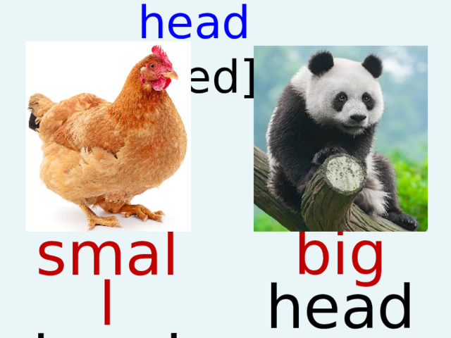 head [hed]   big head small head  