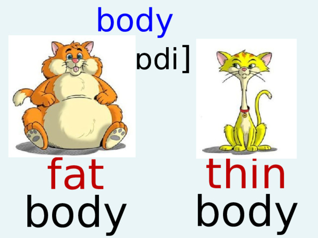 body [ ˈ b ɒ di ]   thin body fat body  