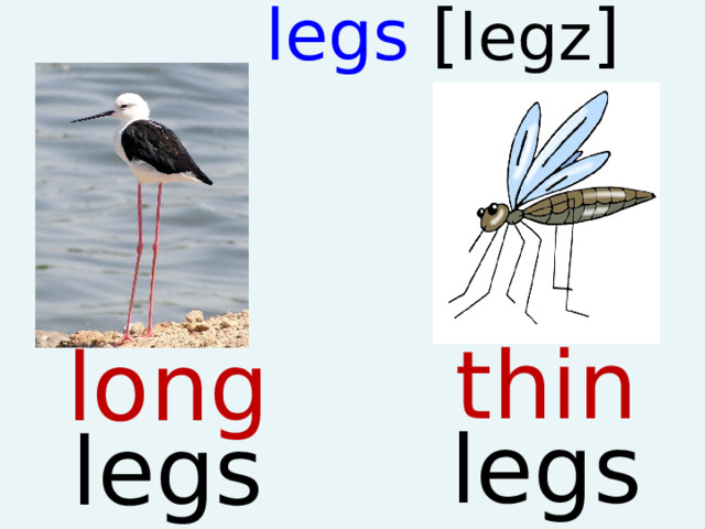 legs [ legz ]   thin legs long legs  