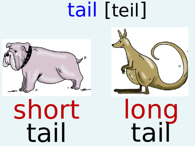 tail [ teil ]   long tail short  tail  