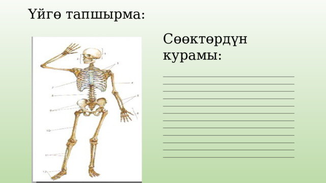 Үйгө тапшырма: Сөөктөрдүн курамы: _________________________________________________________________________________________________________________________________________________________________________________________________________________________________________________________________________________________________________________________________________________________________________________________________________________________________________________________________________________________ ___________________________________________ 