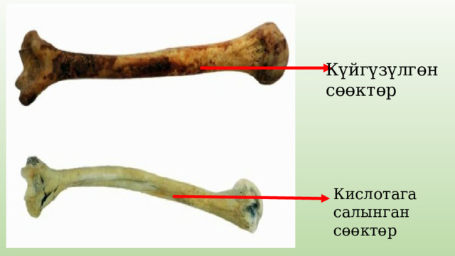 Күйгүзүлгөн сөөктөр Кислотага салынган сөөктөр 