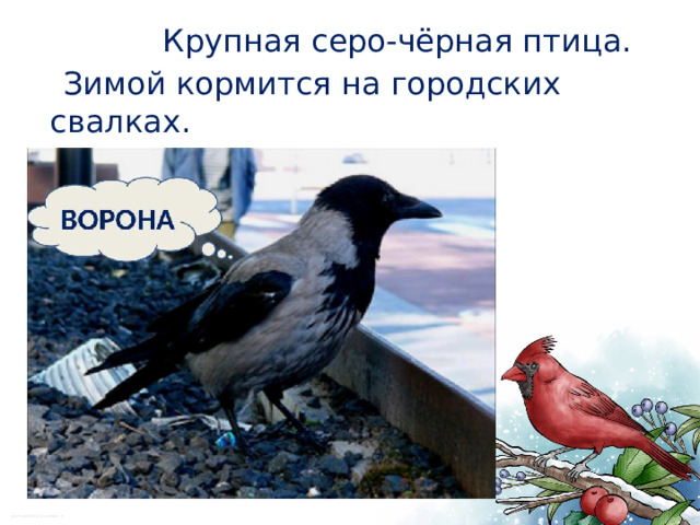  Крупная серо-чёрная птица.  Зимой кормится на городских свалках.  Кто это? 