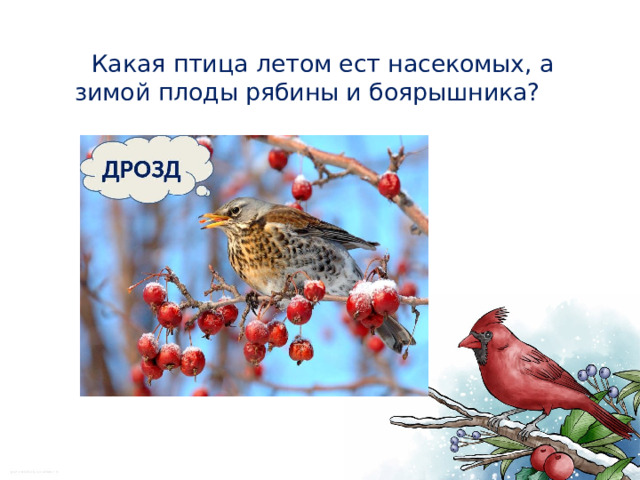  Какая птица летом ест насекомых, а зимой плоды рябины и боярышника? 