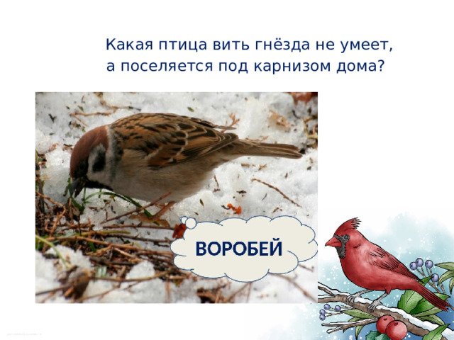  Какая птица вить гнёзда не умеет,  а поселяется под карнизом дома? 