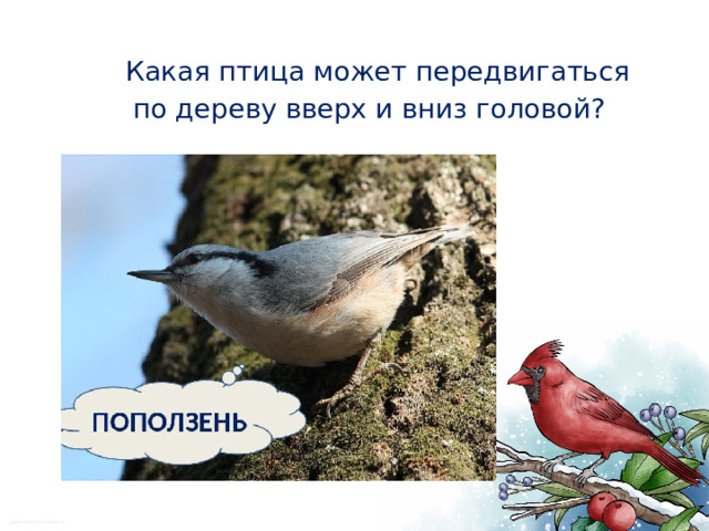  Какая птица может передвигаться  по дереву вверх и вниз головой? 