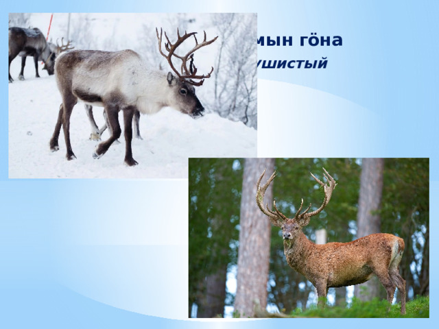 Тöлын ыргöн, а гожöмын гöна  Зимой медный, а летом пушистый 