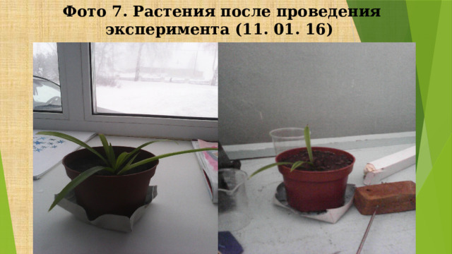 Фото 7. Растения после проведения эксперимента (11. 01. 16)  