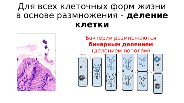 Для всех клеточных форм жизни в основе размножения - деление клетки Бактерии размножаются бинарным делением (делением пополам) 
