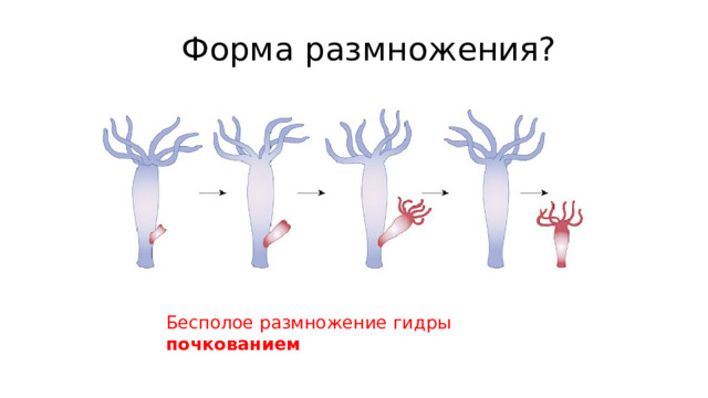 Форма размножения? Бесполое размножение гидры почкованием 