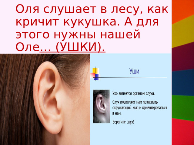 Оля слушает в лесу, как кричит кукушка. А для этого нужны нашей Оле … (УШКИ). 