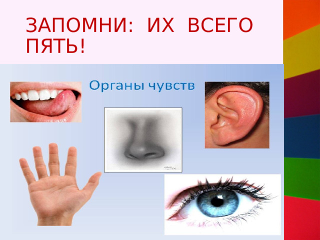 ЗАПОМНИ: ИХ ВСЕГО ПЯТЬ! 