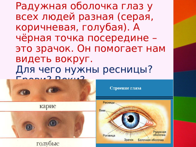 Радужная оболочка глаз у всех людей разная (серая, коричневая, голубая). А чёрная точка посередине – это зрачок. Он помогает нам видеть вокруг.  Для чего нужны ресницы? Брови? Веки? 