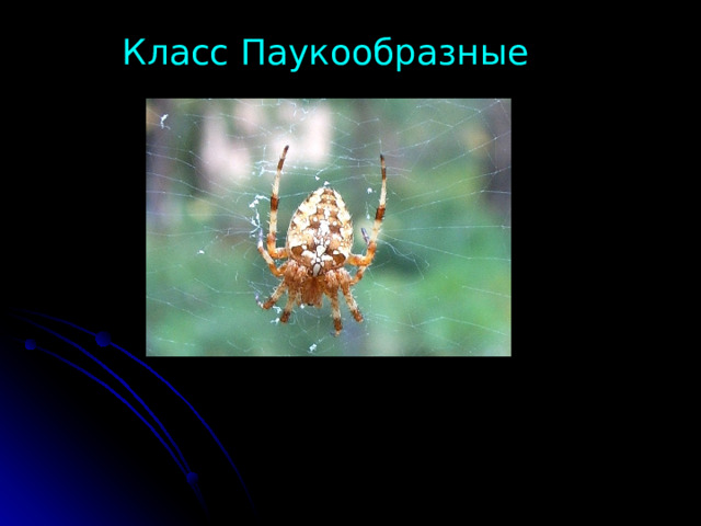 Класс Паукообразные 