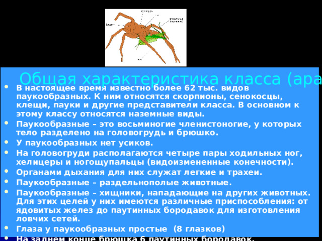 Общая характеристика класса (арахнология- наука о паукообразных) В настоящее время известно более 62 тыс. видов паукообразных. К ним относятся скорпионы, сенокосцы, клещи, пауки и другие представители класса. В основном к этому классу относятся наземные виды. Паукообразные – это восьминогие членистоногие, у которых тело разделено на головогрудь и брюшко. У паукообразных нет усиков. На головогруди располагаются четыре пары ходильных ног, хелицеры и ногощупальцы (видоизмененные конечности). Органами дыхания для них служат легкие и трахеи. Паукообразные – раздельнополые животные. Паукообразные – хищники, нападающие на других животных. Для этих целей у них имеются различные приспособления: от ядовитых желез до паутинных бородавок для изготовления ловчих сетей. Глаза у паукообразных простые (8 глазков) На заднем конце брюшка 6 паутинных бородавок. 